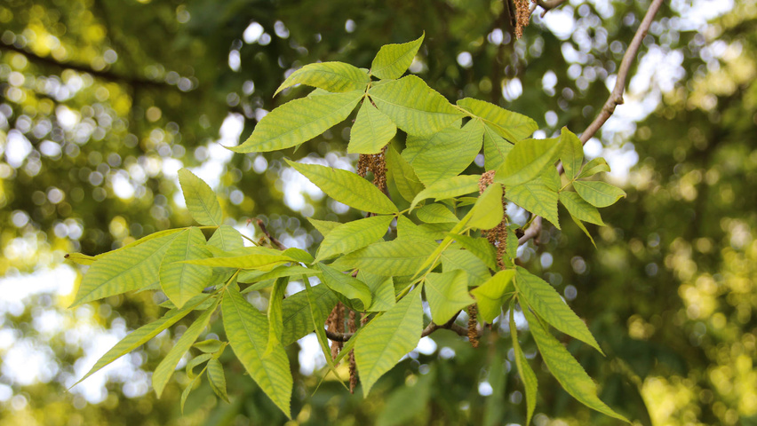 Carya ovata leaves