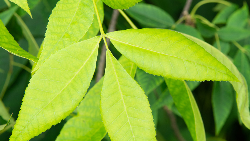 Carya ovata leaves