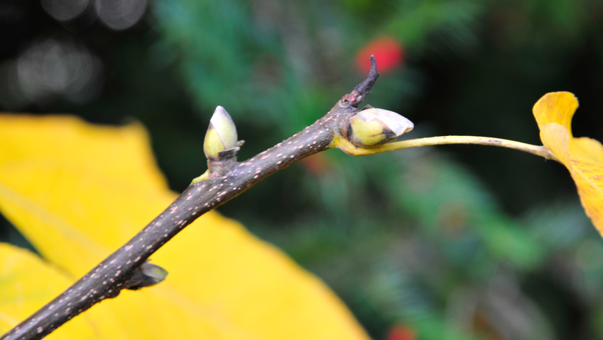 Carya ovata twigs
