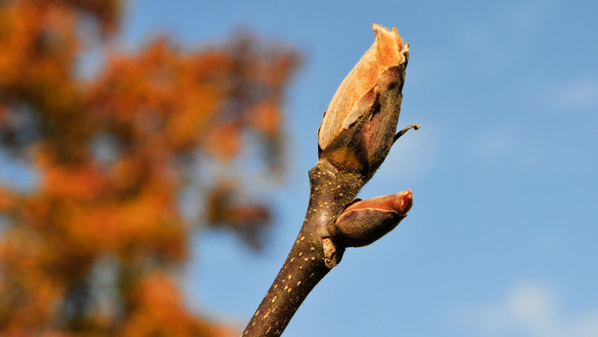 Carya ovata twigs