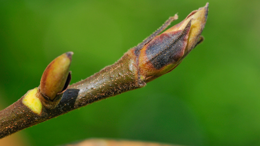 Carya ovata twigs