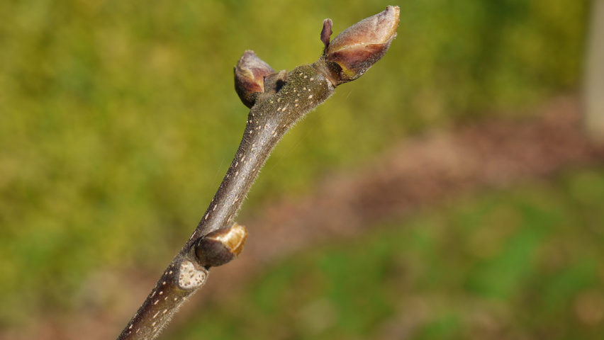 Carya ovata twigs