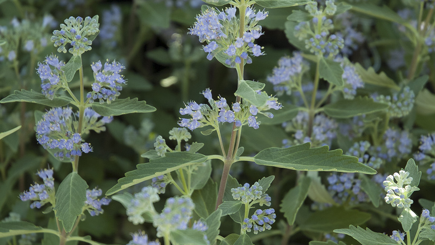 Caryopteris x clandonensis 'Heavenly Blue' fleurs