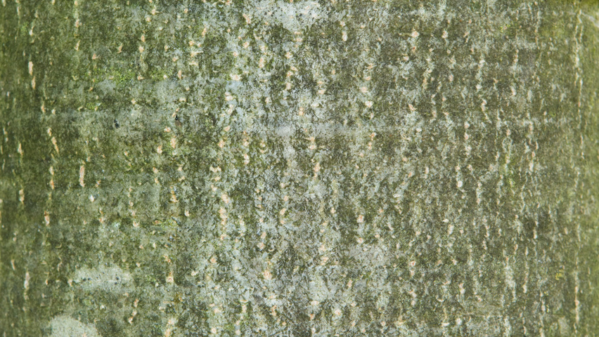 Castanea sativa bark