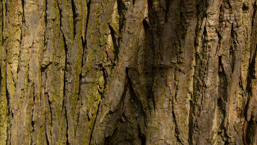 Castanea sativa bark