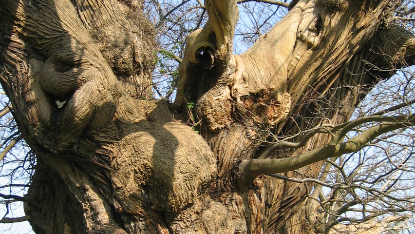 Castanea sativa bark