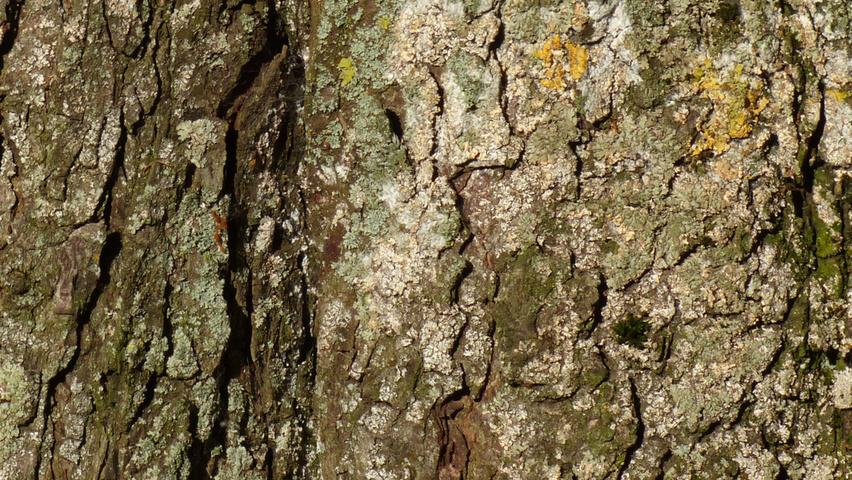 Castanea sativa bark