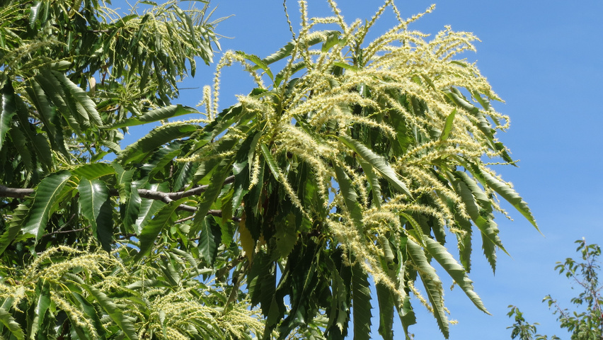 Castanea sativa flowers
