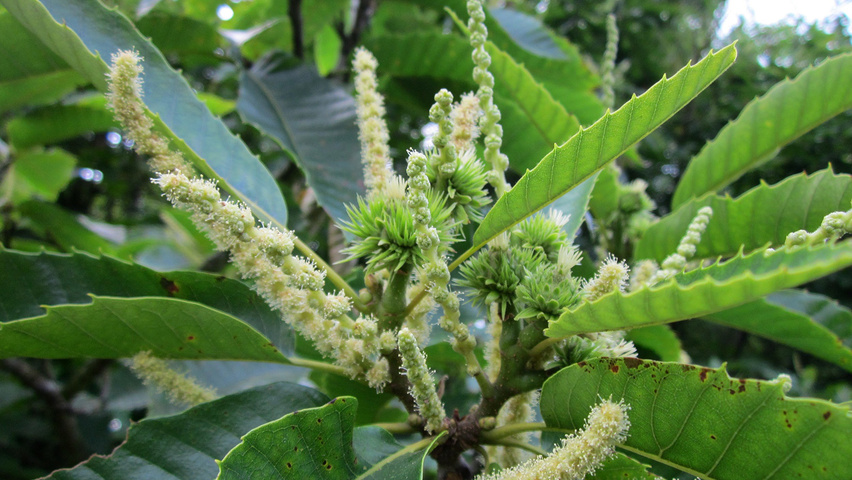 Bildergebnis für castanea sativa