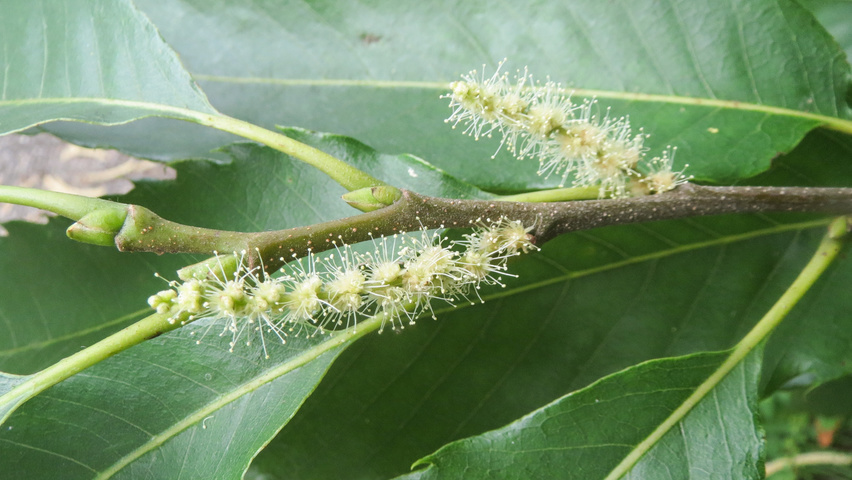 Castanea sativa flowers
