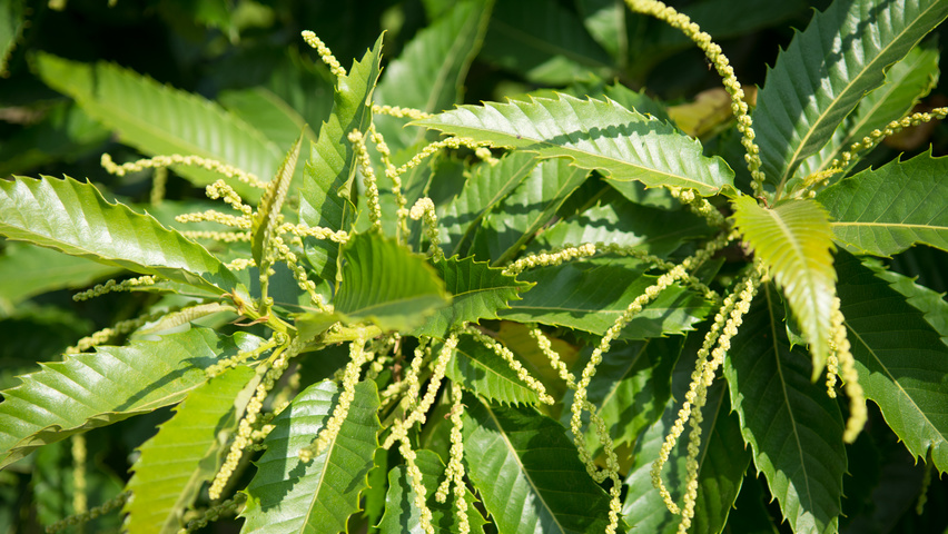 Castanea sativa flowers