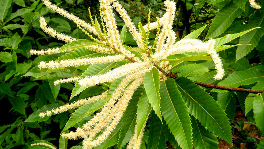 Castanea sativa flowers