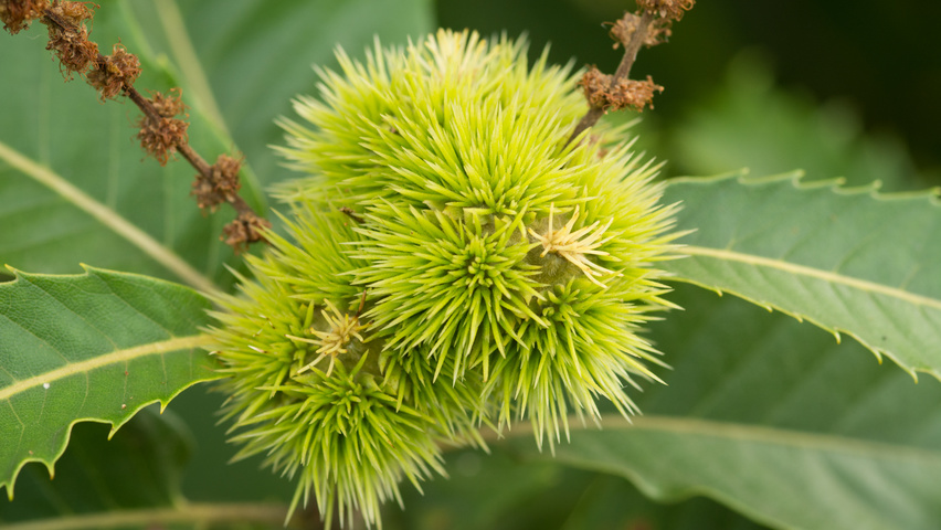 Castanea sativa fruits