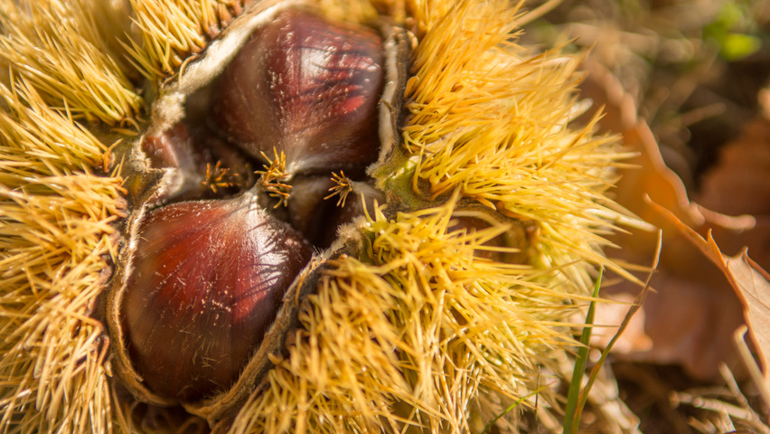 Castanea sativa fruits