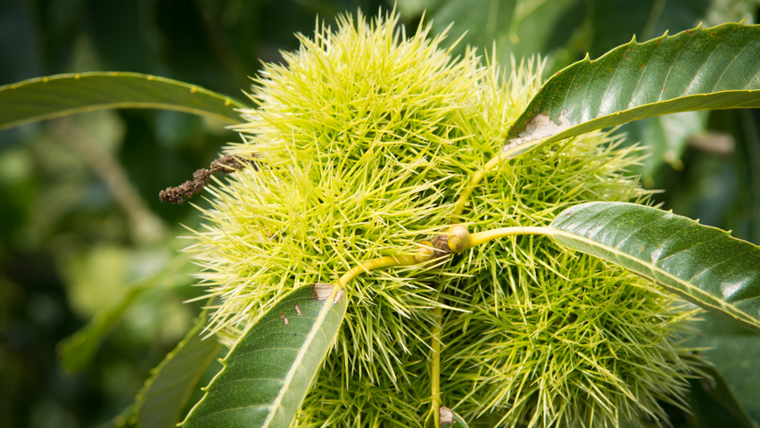 Castanea sativa fruits