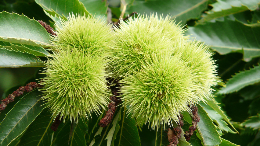 Castanea sativa fruits