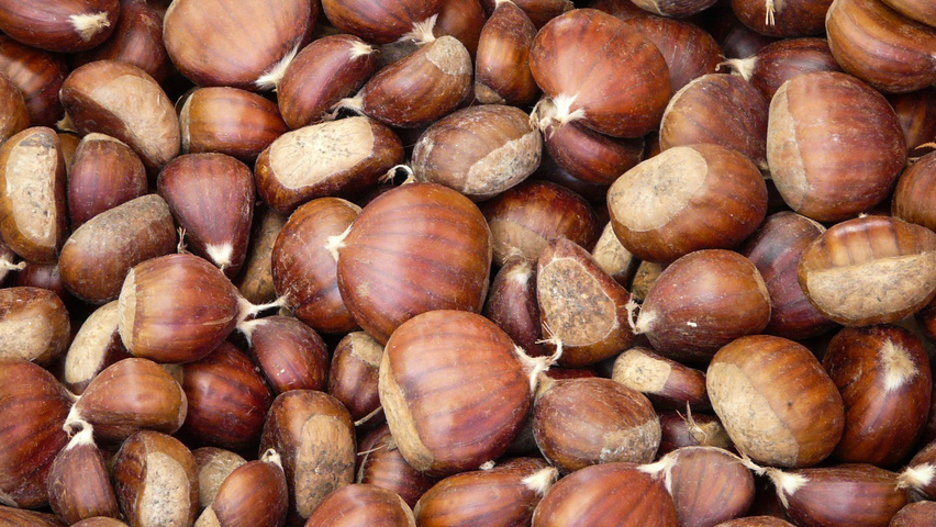 Castanea sativa fruits