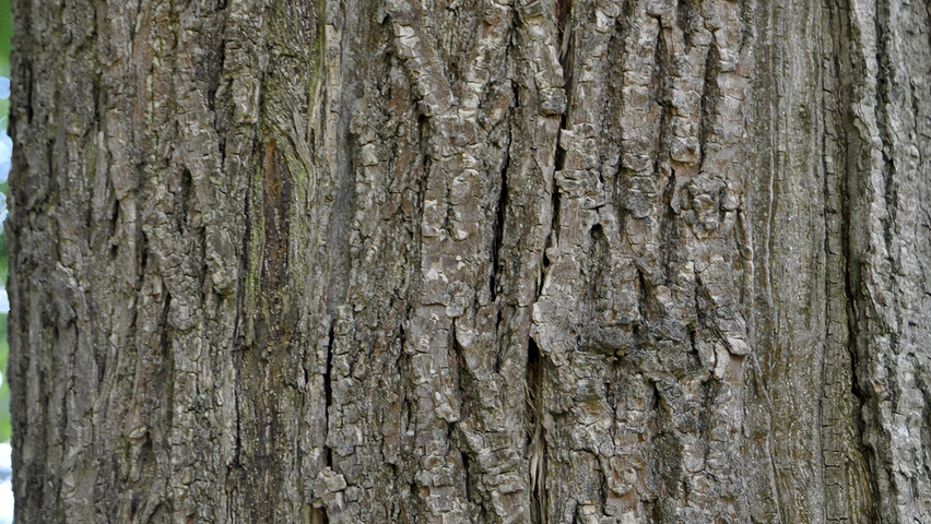 Castanea sativa 'Glabra' bark