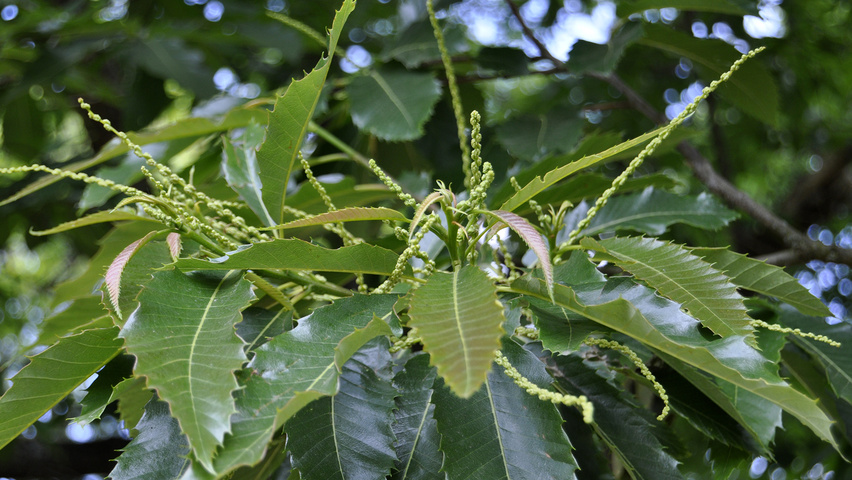 Castanea sativa 'Glabra' flowers