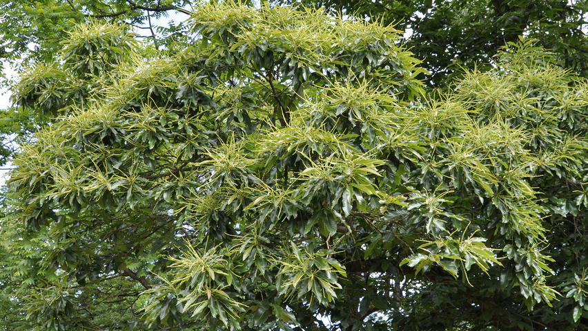 Castanea sativa 'Glabra' flowers