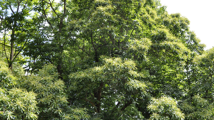 Castanea sativa 'Glabra' standard tree