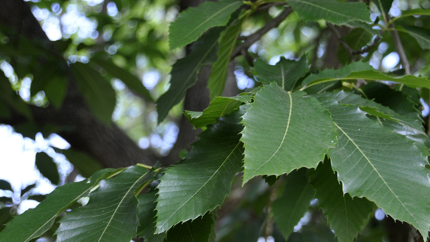 Castanea sativa 'Glabra' leaves