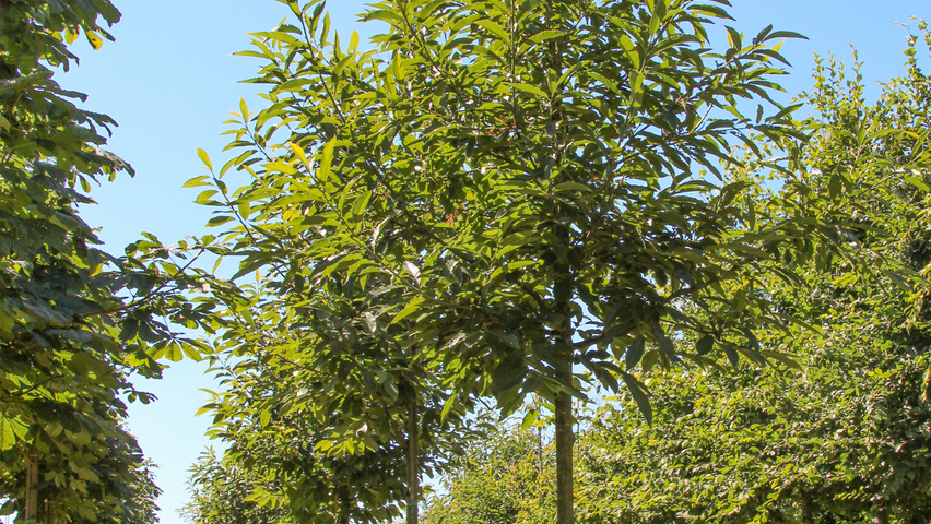 Castanea sativa standard tree