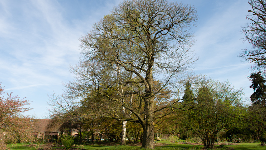 Castanea sativa standard tree