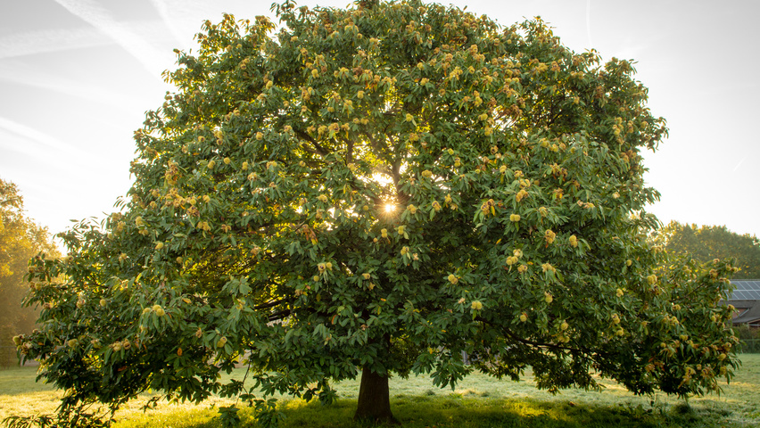 Castanea sativa standard tree