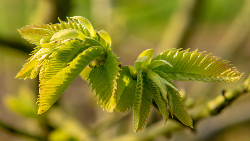 Castanea sativa leaves