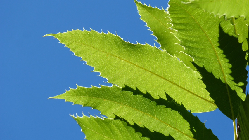 Castanea sativa leaves