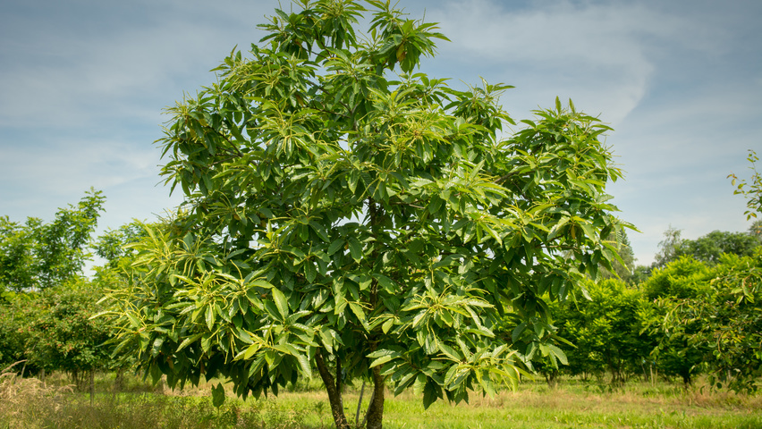 Castanea sativa multi-stem