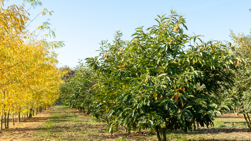 Castanea sativa multi-stem