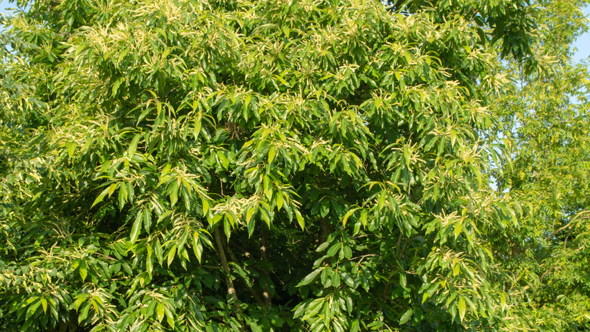 Castanea sativa multi-stem