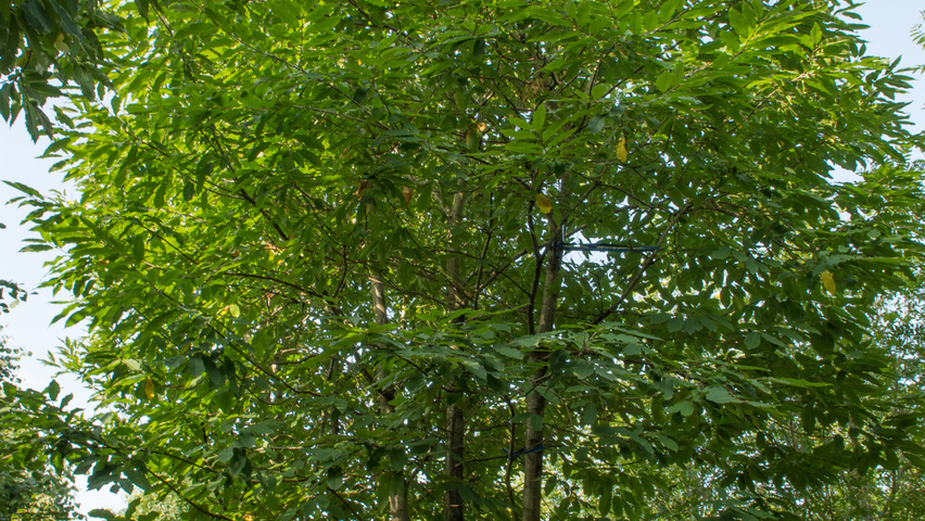 Castanea sativa multi-stem