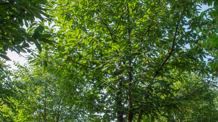 Castanea sativa multi-stem