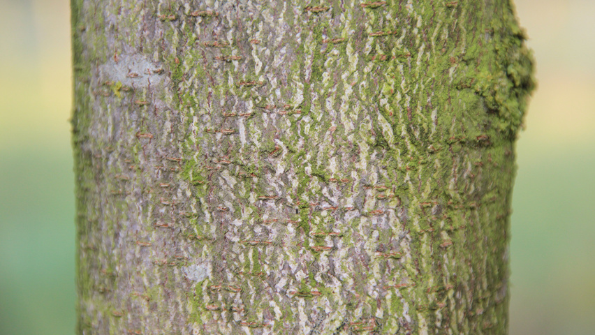 Aesculus hippocastanum 'Pyramidalis' bast