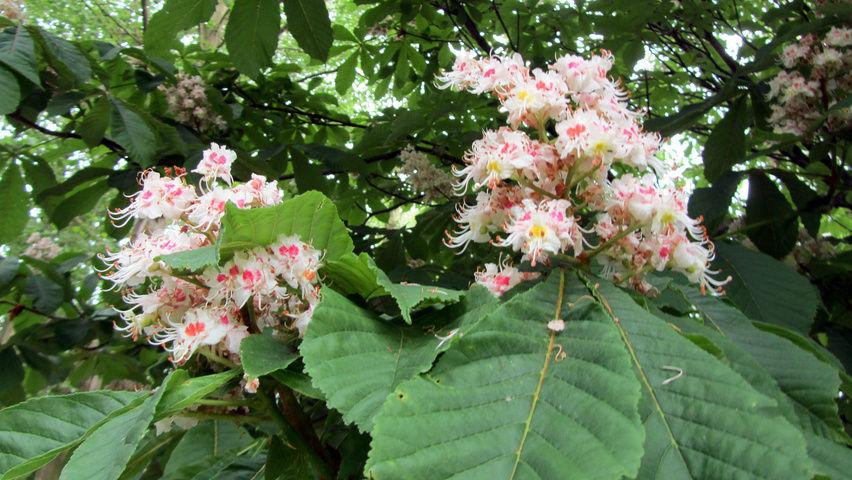 Aesculus hippocastanum 'Pyramidalis' bloem