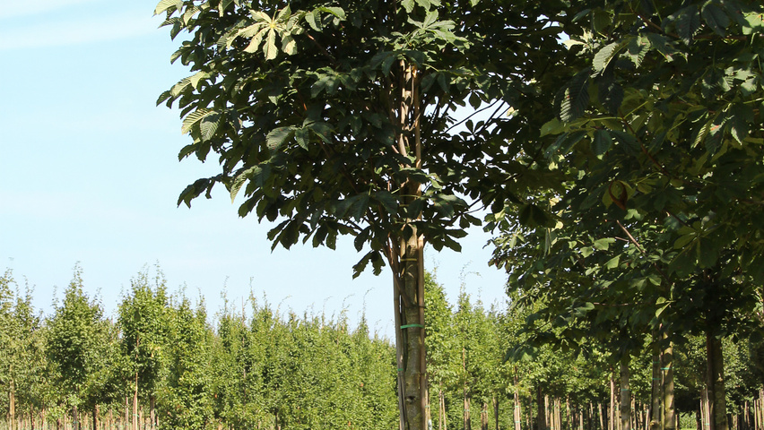 Aesculus hippocastanum 'Pyramidalis' hoogstam