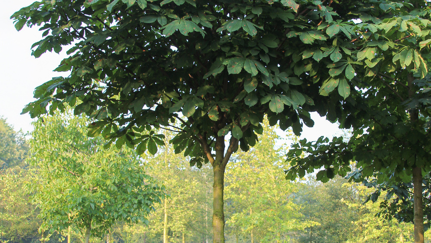 Aesculus hippocastanum 'Pyramidalis' hoogstam