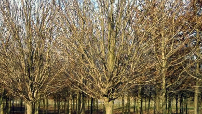 Aesculus hippocastanum 'Pyramidalis' hoogstam