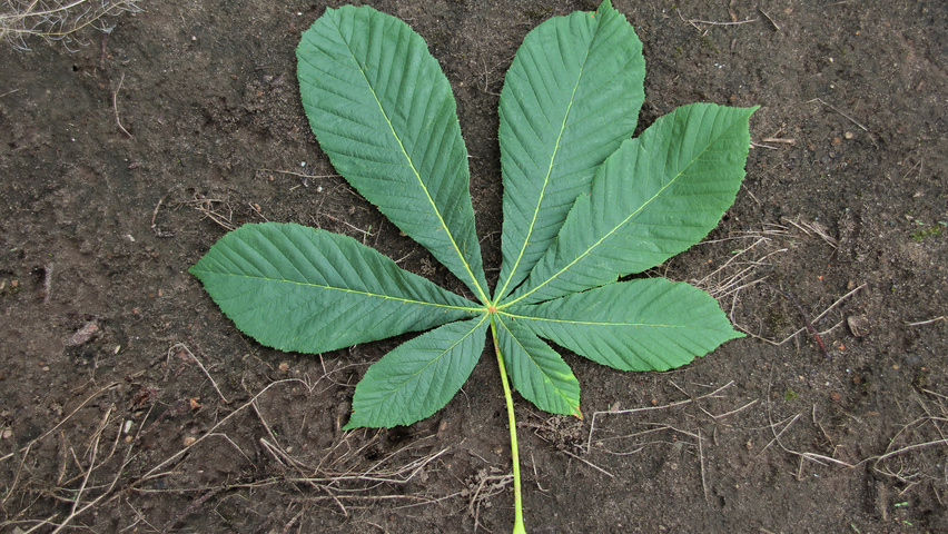 Aesculus hippocastanum 'Pyramidalis' blad
