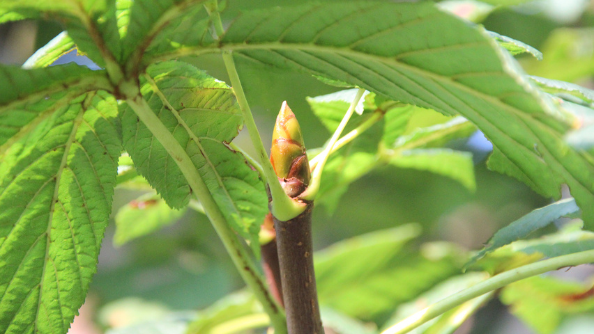 Aesculus hippocastanum 'Pyramidalis' twijgen
