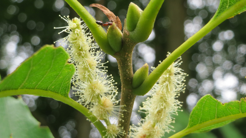 Castanea sativa twigs