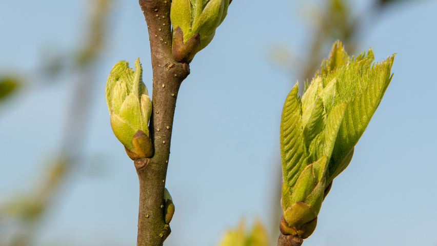 Castanea sativa twigs