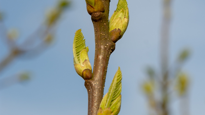 Castanea sativa twigs