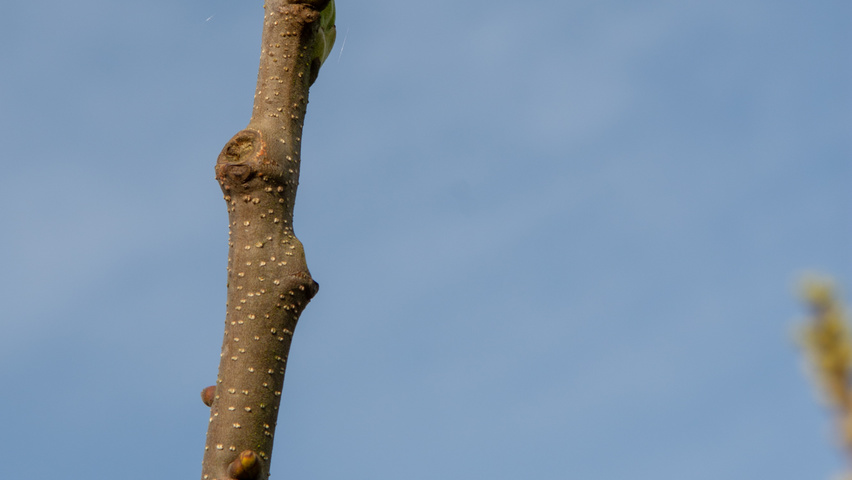 Castanea sativa twigs