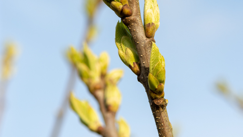Castanea sativa twigs
