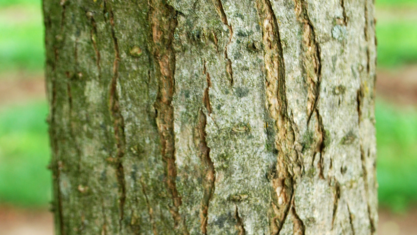 Catalpa bignonioides 'Aurea' bast