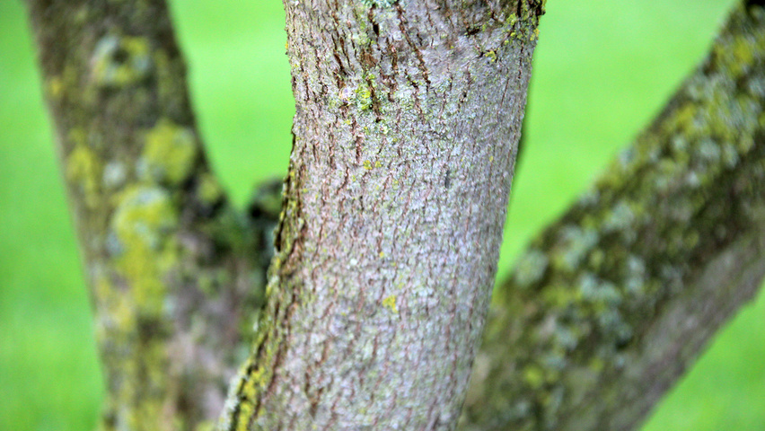 Catalpa bignonioides 'Aurea' bast
